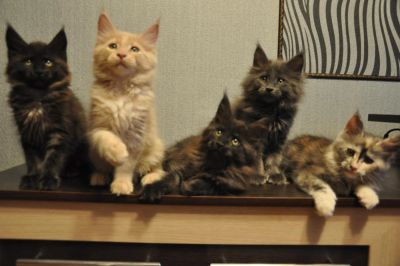 Лот: 5149793. Фото: 1. Котята мейн- кун. Кошки, котята
