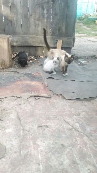 Лот: 12156998. Фото: 1. Сиамский котята. Кошки, котята