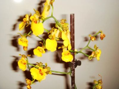 Лот: 6235050. Фото: 1. орхидея онцидиум желтый. Горшечные растения и комнатные цветы