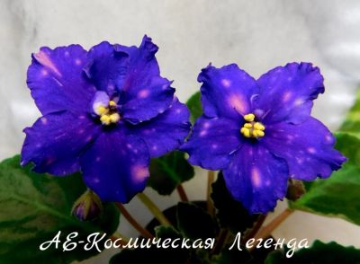 Лот: 8399635. Фото: 1. Продам детку сортовой фиалки АЕ-Космическая... Горшечные растения и комнатные цветы
