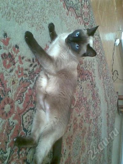 Лот: 416485. Фото: 1. Возьмите котенка)). Остальные животные