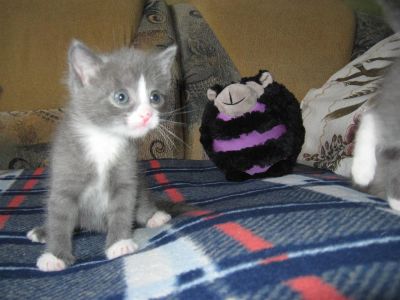 Лот: 3654321. Фото: 1. _*Котята*_. Кошки, котята
