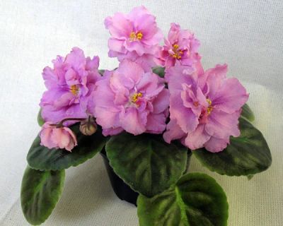 Лот: 7318460. Фото: 1. Сортовая фиалка РС-Гармония или... Горшечные растения и комнатные цветы