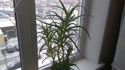Лот: 15127641. Фото: 1. Алоэ. Горшечные растения и комнатные цветы