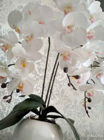 Лот: 13550466. Фото: 1. Орхидея. Искусственные и сувенирные цветы
