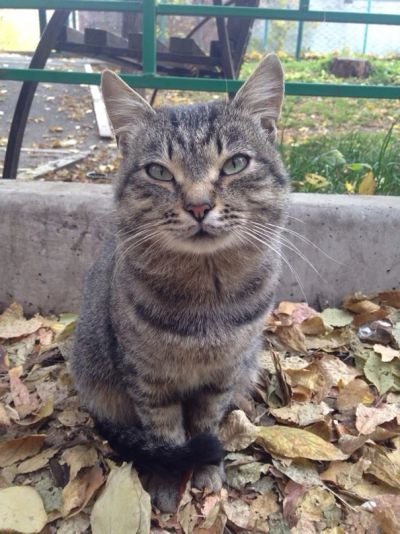 Лот: 6391155. Фото: 1. Борис Полосатыч - котик на охрану... Кошки, котята