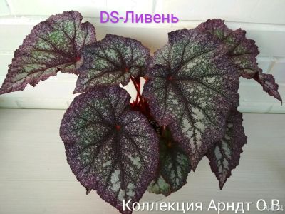 Лот: 12245875. Фото: 1. Бегония DS-Ливень, лист. Горшечные растения и комнатные цветы