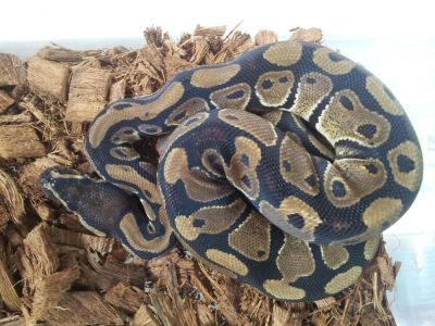 Лот: 3912749. Фото: 1. Питон королевский (Python regius... Остальные животные