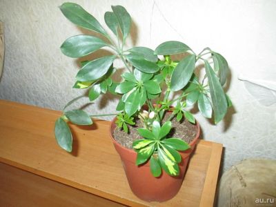 Лот: 8194805. Фото: 1. Шеффлера. Горшечные растения и комнатные цветы