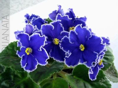 Лот: 804947. Фото: 1. Фиалка Rebel's Night Breezes -... Горшечные растения и комнатные цветы