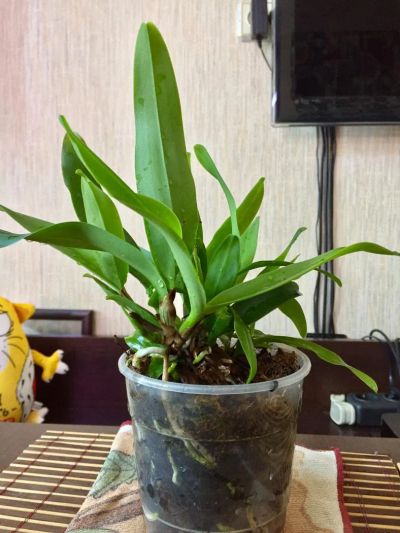 Лот: 7008480. Фото: 1. Орхидея Pink Cattleya. Горшечные растения и комнатные цветы