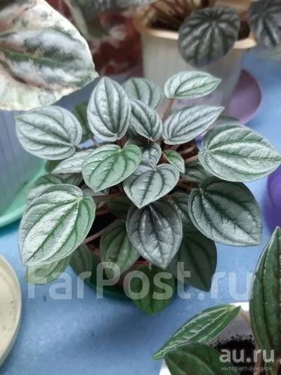 Лот: 13689903. Фото: 1. Пеперомия Napoli. Горшечные растения и комнатные цветы