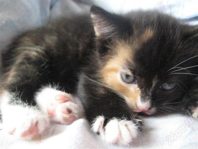 Лот: 327506. Фото: 1. Отдам котёнка!. Остальные животные