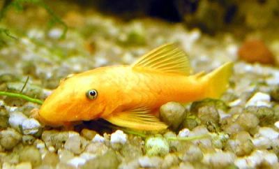 Лот: 5488496. Фото: 1. Анциструс золотой (Ancistrus dolichopterus... Рыбки