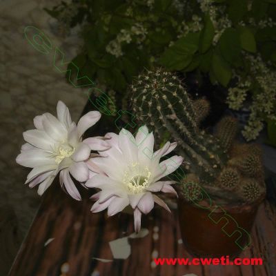 Лот: 9086788. Фото: 1. Эхинопсис. Горшечные растения и комнатные цветы
