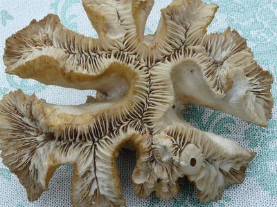 Лот: 2824527. Фото: 1. сувенир(коралл). Другое (сувениры, подарки)