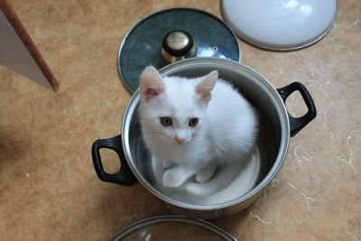 Лот: 6879763. Фото: 1. Симпатичные белоснежные котятки... Кошки, котята