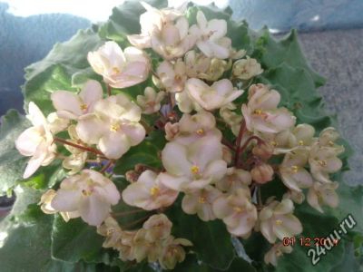 Лот: 5501547. Фото: 1. Фиалка Emerald Pink. Горшечные растения и комнатные цветы