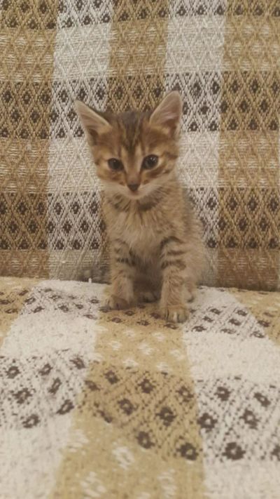 Лот: 12159478. Фото: 1. Кошка 1 месяц красивущая и умная... Кошки, котята