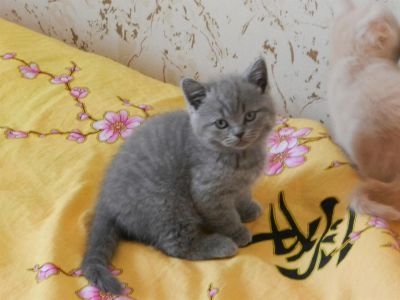 Лот: 3172978. Фото: 1. Шотландская прямоухая кошечка... Кошки, котята