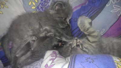 Лот: 5720321. Фото: 1. Отдам котят от мамы британки. Кошки, котята