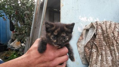 Лот: 16434866. Фото: 1. отдам котёнка. Кошки, котята
