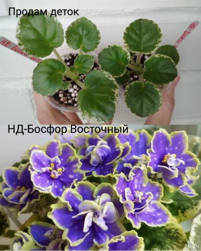 Лот: 15559201. Фото: 1. Фиалка НД-Босфор Восточный, пасынок. Горшечные растения и комнатные цветы