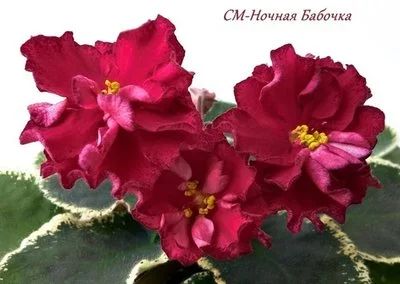 Лот: 12633554. Фото: 1. Фиалка СМ-Ночная бабочка лист. Горшечные растения и комнатные цветы