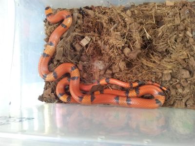 Лот: 3787795. Фото: 1. Молочная змея гондурасская (Lampropeltis... Остальные животные