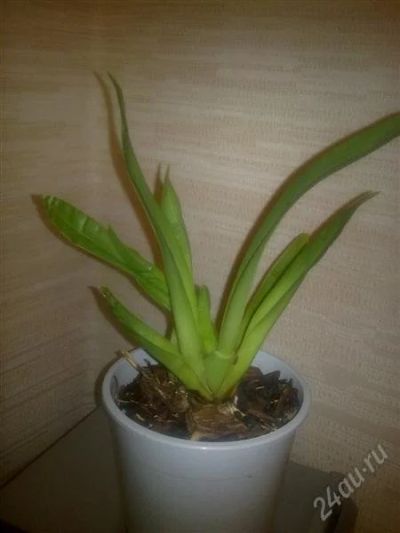 Лот: 763445. Фото: 1. Орхидея милтония. Горшечные растения и комнатные цветы