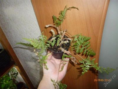 Лот: 2471246. Фото: 1. Давалия папоротник. Горшечные растения и комнатные цветы