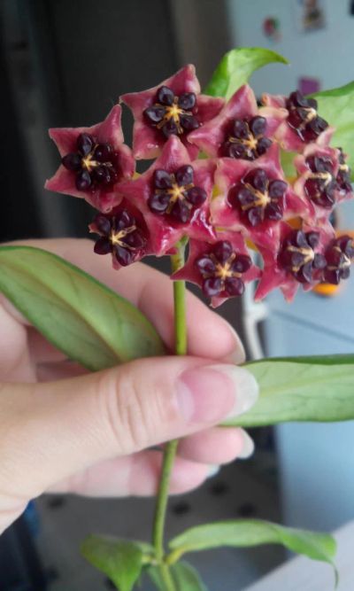 Лот: 7535695. Фото: 1. хойя (Hoya lobbii). Горшечные растения и комнатные цветы