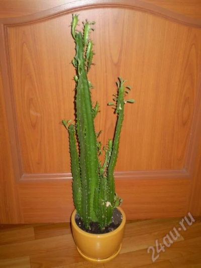 Лот: 34394. Фото: 1. молочай треугольный! красавчег... Красноярск