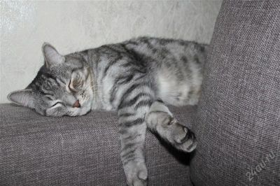 Лот: 2763823. Фото: 1. красивый большой кот. Кошки, котята