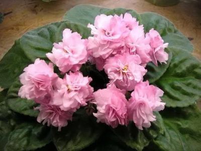 Лот: 3564651. Фото: 1. Фиалка Dampling (Розовый помпон... Горшечные растения и комнатные цветы