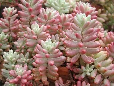 Лот: 9808240. Фото: 1. седум sedum rubrotinctum sv Aurora. Горшечные растения и комнатные цветы