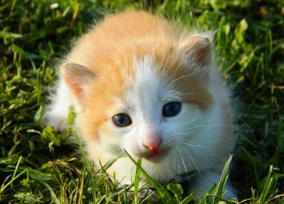 Лот: 4181465. Фото: 1. Пушистый маленький рыжий котенок... Кошки, котята
