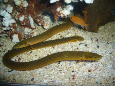 Лот: 8240836. Фото: 1. Каламоихт калабарский (Erpetoichthys... Рыбки