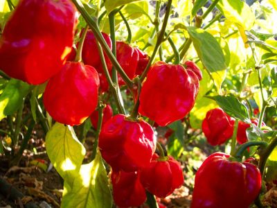 Лот: 7354911. Фото: 1. Продам рассаду острого перца Ямайский... Овощи