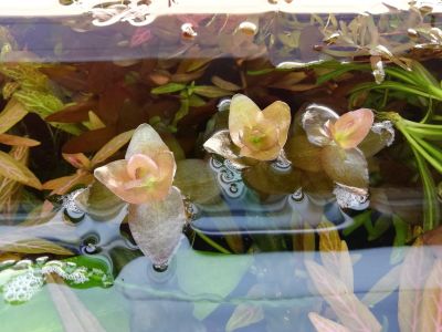 Лот: 15076397. Фото: 1. Бакопа каролинская 3 ветки. Водные растения