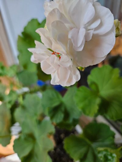 Лот: 25623233. Фото: 1. пеларгония curvivor rosalinda. Горшечные растения и комнатные цветы