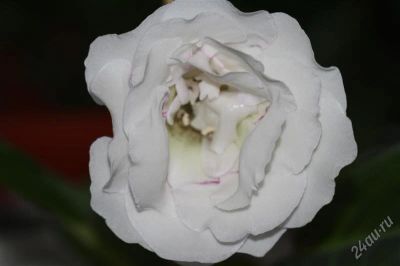 Лот: 2926355. Фото: 1. Глоксиния (срезаные листики). Горшечные растения и комнатные цветы