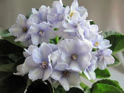 Лот: 3157515. Фото: 1. Детка сортовой фиалки Blue Viktoria... Горшечные растения и комнатные цветы