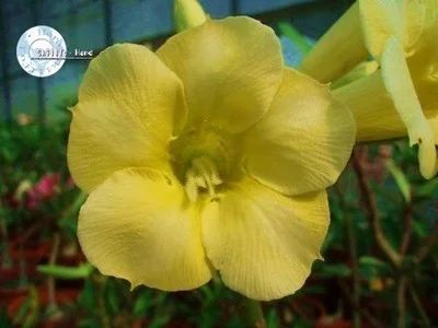 Лот: 3309505. Фото: 1. Адениум обесум Yellow Earth семена... Горшечные растения и комнатные цветы