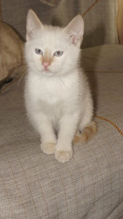 Лот: 6819136. Фото: 1. Котенок в добрые руки. Кошки, котята