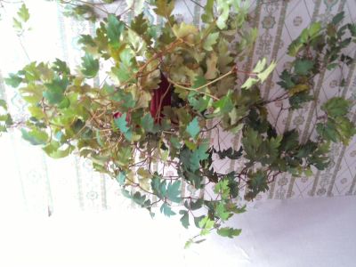 Лот: 4530925. Фото: 1. Комнатный цветок циссус, черенок. Горшечные растения и комнатные цветы