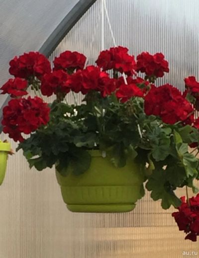 Лот: 12876708. Фото: 1. Пеларгония Calliope Dark Red. Горшечные растения и комнатные цветы
