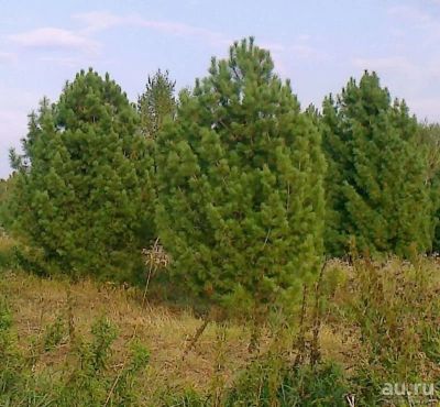 Лот: 9595714. Фото: 1. Сосна сибирская ( кедр ) крупномер. Другое (семена, рассада, садовые растения)