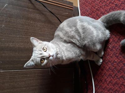 Лот: 11929287. Фото: 1. Кот. Кошки, котята