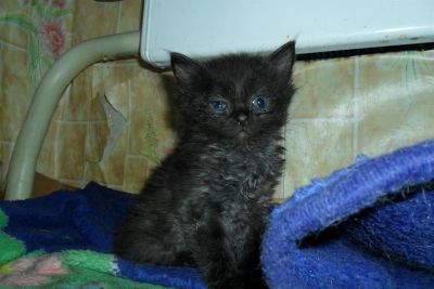 Лот: 3764225. Фото: 1. котенок британской длинношерстной. Кошки, котята